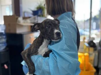 Rescue American Staffordshire Terrier Dogs for Adoption in Raleigh, North Carolina - MALALA | PetCurious