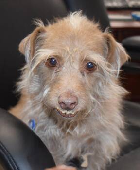 Terrier and Mixed Breed Dogs Available for Adoption - Wolfie | PetCurious