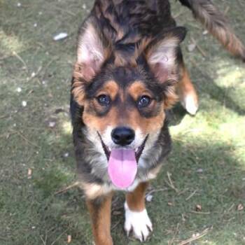 Australian Kelpie Dogs Available for Adoption in Flagstaff, Arizona - Sprite | PetCurious