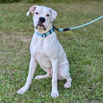 Biscuit 08-2619 -  Boxer Dog for Adoption in Tyrone, Georgia - Biscuit 08-2619 | PetCurious