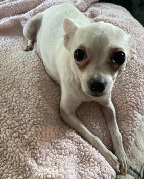 Sassy -  Chihuahua Dog for Adoption in Ashville, Ohio - Sassy | PetCurious