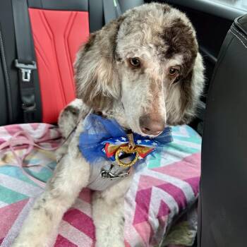 Pearl -  Poodle Dog for Adoption in Alafaya, Florida - Pearl | PetCurious