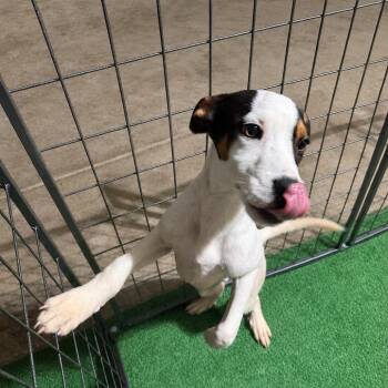 August -  Shepherd and Mixed Breed Dog for Adoption in Homewood, Illinois - August | PetCurious