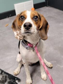 Beagle Dogs Available for Adoption in Lisbon, Ohio - Freydis | PetCurious