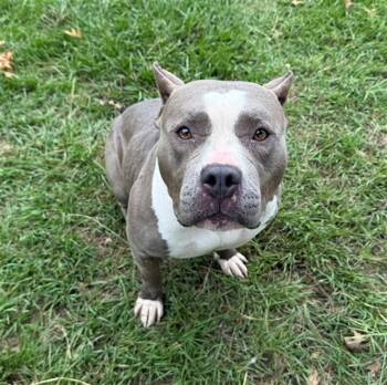 American Staffordshire Terrier and Mixed Breed Dogs Available for Adoption in Conroe, Texas - PRINCESS | PetCurious