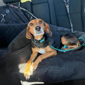 Beagle and Mixed Breed Dogs Available for Adoption - London | PetCurious