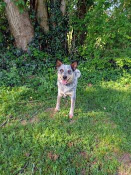 Australian Cattle Dog Blue Heeler Dogs Available for Adoption in Maysville, Kentucky - Ozzy | PetCurious