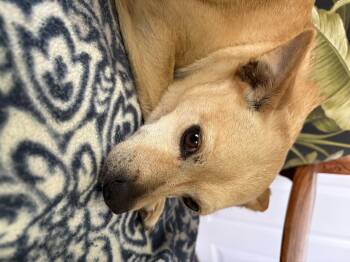 Burt -  Chihuahua Dog for Adoption in Spring, Texas - Burt | PetCurious