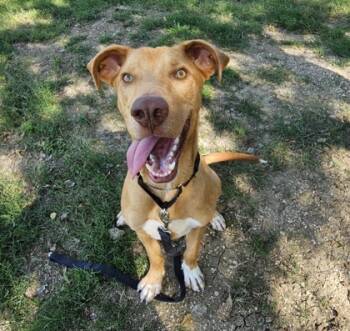 Rescue Mixed Breed Dogs for Adoption in Dallas, Texas - Bronny | PetCurious