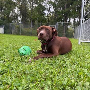 Dakota -  Mixed Breed Dog for Adoption in Attica, New York - Dakota | PetCurious