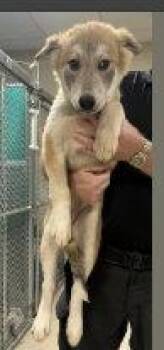 MELODY -  Husky Dog for Adoption in Holbrook, New York - MELODY | PetCurious