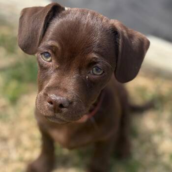 Dachshund and Chihuahua Dogs Available for Adoption in Parker, Colorado - 367 (2026) Teddy | PetCurious