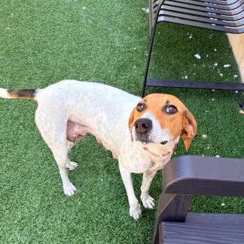Lucy -  American Foxhound Dog for Adoption in Belleville, Illinois - Lucy | PetCurious