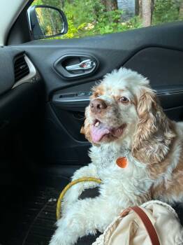 Henry -  Cocker Spaniel Dog for Adoption in Acushnet, Massachusetts - Henry | PetCurious