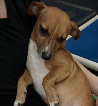 Rescue Chihuahua Dogs for Adoption in Baton Rouge, Louisiana - Bud | PetCurious