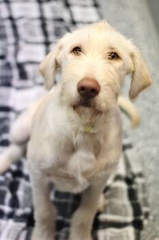 Rescue Poodle Dogs for Adoption in Manchester, New Hampshire - Kilo In NH! Come Meet Our Adoptable Dogs Wednesday-Sunday. More  | PetCurious