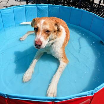 Tonka -  Retriever and Brittany Spaniel Dog for Adoption in Chatham, New Jersey - Tonka | PetCurious