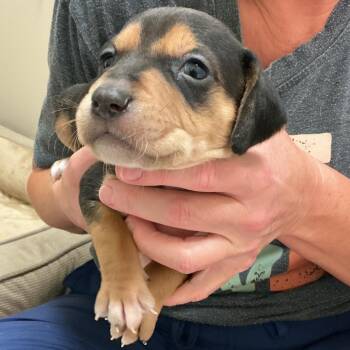 Puffin -  Hound Dog for Adoption in Chesapeake, Virginia - Puffin | PetCurious