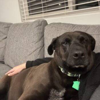 Bianca -  Mixed Breed and German Shepherd Dog Dog for Adoption in San Diego, California - Bianca | PetCurious