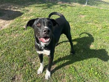 Labrador Retriever and Mixed Breed Dogs Available for Adoption in Ocala, Florida - STRUDEL | PetCurious