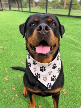 PEPE -  Rottweiler Dog for Adoption in Palm City, Florida - PEPE | PetCurious