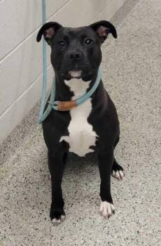 Lyla -  Pit Bull Terrier and Mixed Breed Dog for Adoption in Kansas City, Missouri - Lyla | PetCurious