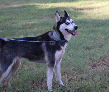 Husky Moe -  Husky Dog for Adoption in Pflugerville, Texas - Husky Moe | PetCurious