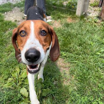 Toby -  American Foxhound Dog for Adoption in Columbia, Missouri - Toby | PetCurious