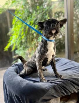 Rescue French Bulldog and Chihuahua Dogs for Adoption in Fort Worth, Texas - Pickle | PetCurious