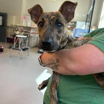 Coraline -  Mixed Breed Dog for Adoption in Huntington, West Virginia - Coraline | PetCurious