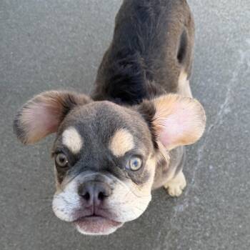 Frederic -  French Bulldog Dog for Adoption in Ennis, Texas - Frederic | PetCurious