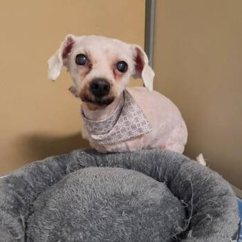 Parton -  Bichon Frise and Mixed Breed Dog for Adoption in Binghamton, New York - Parton | PetCurious