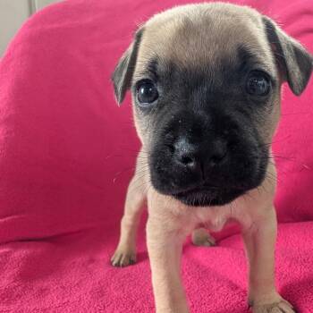Jax Teller -  Terrier and Pug Dog Available for Adoption in Jasper, Indiana - Jax Teller | PetCurious