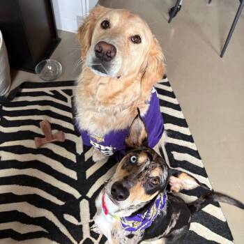 Ottie D71103 -  Catahoula Leopard Dog and Mixed Breed Dog for Adoption in Minnetonka, Minnesota - Ottie D71103 | PetCurious