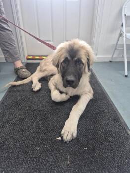 Hobbes -  Anatolian Shepherd Dog for Adoption in Linton, Indiana - Hobbes | PetCurious