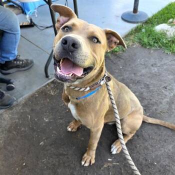 GOMEZ -  Pit Bull Terrier Dog for Adoption in Long Beach, California - GOMEZ | PetCurious