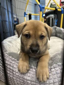 Merlin -  Husky and Shepherd Dog for Adoption in Pflugerville, Texas - Merlin | PetCurious