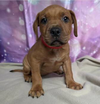 Kai -  Pit Bull Terrier Dog for Adoption in Sedalia, Colorado - Kai | PetCurious