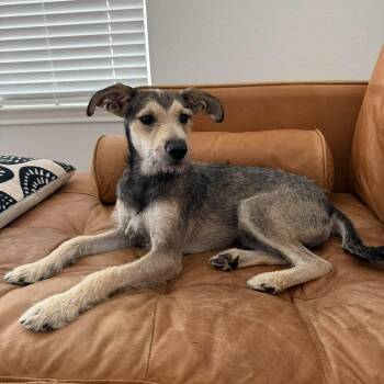 Wingo -  Terrier and Miniature Schnauzer Dog for Adoption in Warren, Rhode Island - Wingo | PetCurious