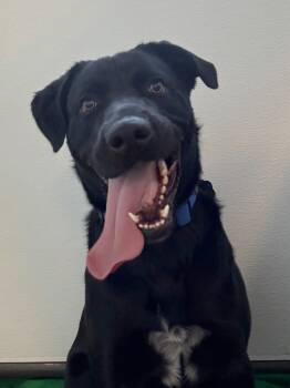 Rescue Labrador Retriever and Mixed Breed Dogs for Adoption in Heber City, Utah - Ozzy | PetCurious