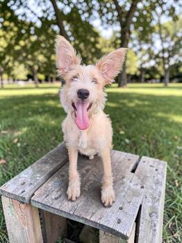 Kodak -  Terrier and Australian Cattle Dog Blue Heeler Dog for Adoption in Mckinney, Texas - Kodak | PetCurious