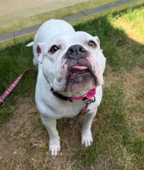 SNOE -  Pit Bull Terrier Dog for Adoption in Leesburg, Virginia - SNOE | PetCurious