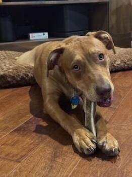 Rescue Labrador Retriever Dogs for Adoption in Fishers, Indiana - Oscar M. | PetCurious