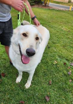 Great Pyrenees Dogs Available for Adoption - BUDDY | PetCurious