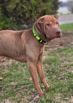Shar Pei Dogs Available for Adoption - Bear | PetCurious