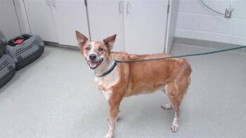 LILY -  Australian Shepherd Dog for Adoption in Omaha, Nebraska - LILY | PetCurious