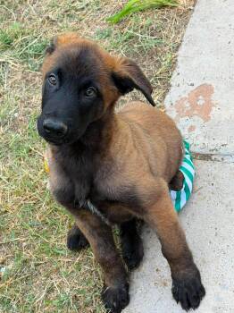 Jack -  Belgian Shepherd Malinois Dog for Adoption in Lockhart, Texas - Jack | PetCurious