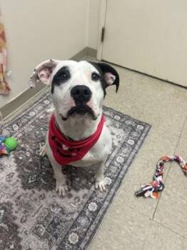 Klondike -  Mixed Breed Dog for Adoption in Hamilton, Ohio - Klondike | PetCurious