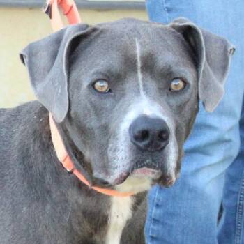 Stimpy -  Weimaraner and Labrador Retriever Dog for Adoption in Eaton, Ohio - Stimpy | PetCurious