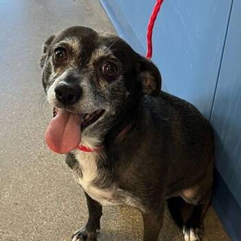 Danga -  Chihuahua Dog for Adoption in Kingman, Arizona - Danga | PetCurious